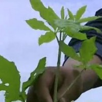 供應刺五加苗 刺拐棒苗（中國東北）