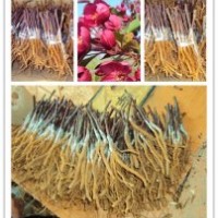 北美海棠根接苗（全國、包品種、包成活）