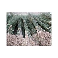 優(yōu)質(zhì)國(guó)槐小苗專業(yè)供應(yīng) 低價(jià)出售優(yōu)質(zhì)國(guó)槐小苗