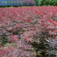 供應一年生各種小苗