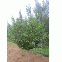 山茱萸，山萸肉，藥棗苗木專供