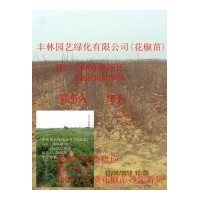 山西優質品種大紅袍花椒苗，山西省--花椒苗基地