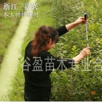 供應櫸樹苗、櫸樹小苗、一年生櫸樹