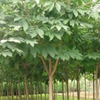 大量供應七葉樹、核桃樹