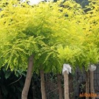 綠化苗木--開原木锨苗木常年大量供應 質優價廉