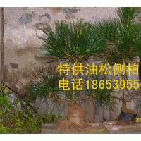 特供油松 側柏