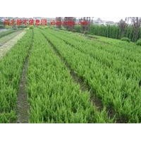 常年供應龍柏苗 紅豆杉 黃楊