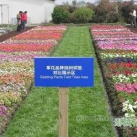 容器苗 金葉女貞營養缽、金森女貞營養缽、紅葉石楠營養缽、紅葉