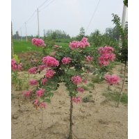 紅花紫薇苗赤薇苗基地直銷100萬(wàn)株