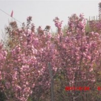 出售白皮松小苗，櫻花，法桐