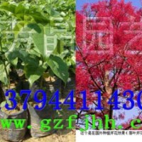 澳洲火焰木苗,黃槐苗,紅花風鈴木苗,發財樹苗,油茶苗,格木苗,宮粉