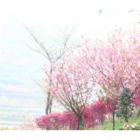 供應優(yōu)質櫻花樹苗