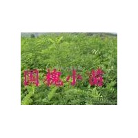 優(yōu)質(zhì)國(guó)槐小苗 國(guó)槐樹供應(yīng) 山西國(guó)槐基地