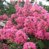 紫薇小苗、批發(fā)百日紅小苗、200萬(wàn)株