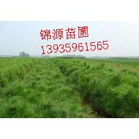 供應各規格 國槐 側柏 白皮松 五角楓
