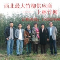打造一村一品，竹柳致富，咱老百姓的快速致富之道