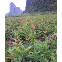 大量供應桂花苗