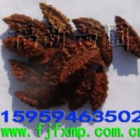 杜英種子 杜英樹種 杜英育苗技術