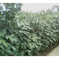 供應 桂花 竹柏 秋楓 藍花楹 洋紫荊