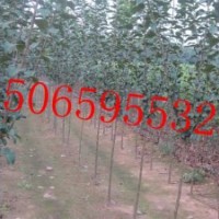 冬紅海棠3、4、5公分苗