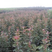 供應甜茶苗.甜茶根.海棠苗石榴苗