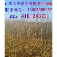 出售國槐苗，海棠苗。