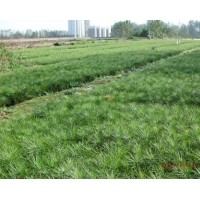 供應20公分白皮松，25公分白皮松，30公分白皮松