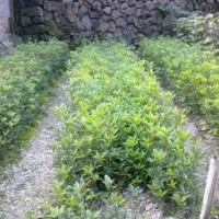 丹桂批發