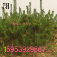黑松苗批發