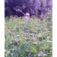 專營速生白蠟苗、速生白蠟苗報價、國槐苗