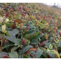 供應金桂、桂花小苗