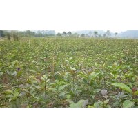急售八月桂小苗、青楓小苗、紅豆杉小苗