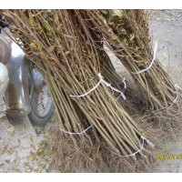 石榴苗【果石榴。花石榴苗】