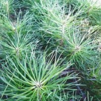 出售樟子松1-2年，黑松1-2年，白樺1年小苗