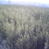 祿化苗木欒樹，白蠟，國槐，海棠，青桐，五角楓，三角楓，丁香，