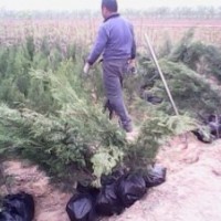 供應山西側柏苗 側柏小苗 1米側柏苗 1-2.5米側柏苗 占地側柏苗