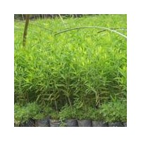 批發(fā)種植名貴樹檀香樹、檀香苗出售印度檀香