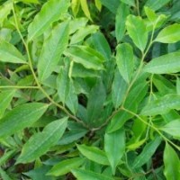 供應土沉香小苗
