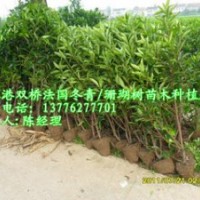 專業(yè)供應優(yōu)質珊瑚樹-張家港法國冬青-法國冬青價格