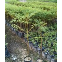 供應廣州綠化種苗黃花梨、香樟、羅漢松、紅花楹、藍花楹、南洋楹
