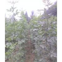 供應(yīng)速生國(guó)槐小苗。。50萬，速生白蠟小苗20萬。另大量出售，臭椿