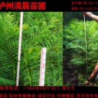 瀘州清晨苗圃供應藍花楹小苗高80-100CM