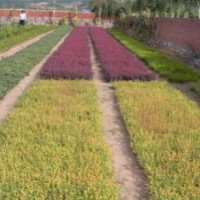 白榆、藍葉忍冬、金葉復葉槭