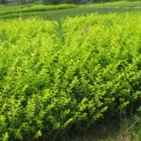 金葉女貞，紅葉小檗，月季花，大葉黃楊