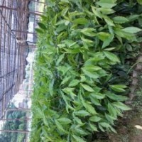 沉香苗，沉香大杯苗出售【長(zhǎng)期】