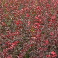 供應(yīng)紅楓，欒樹，丁香，櫸樹等綠化用小苗