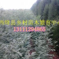 山西國槐 國槐苗價格 側柏 油松 白皮松 核桃苗 蘋果樹 桃樹批發