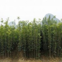 桂滿園]供應3年桂花苗，桂花樹苗