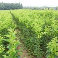當年生紅楓、櫻花大量出售