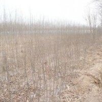 綠化小苗白蠟榆樹,國槐刺槐,柳樹合歡